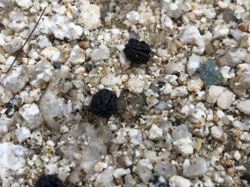 シマトネリコ_フン