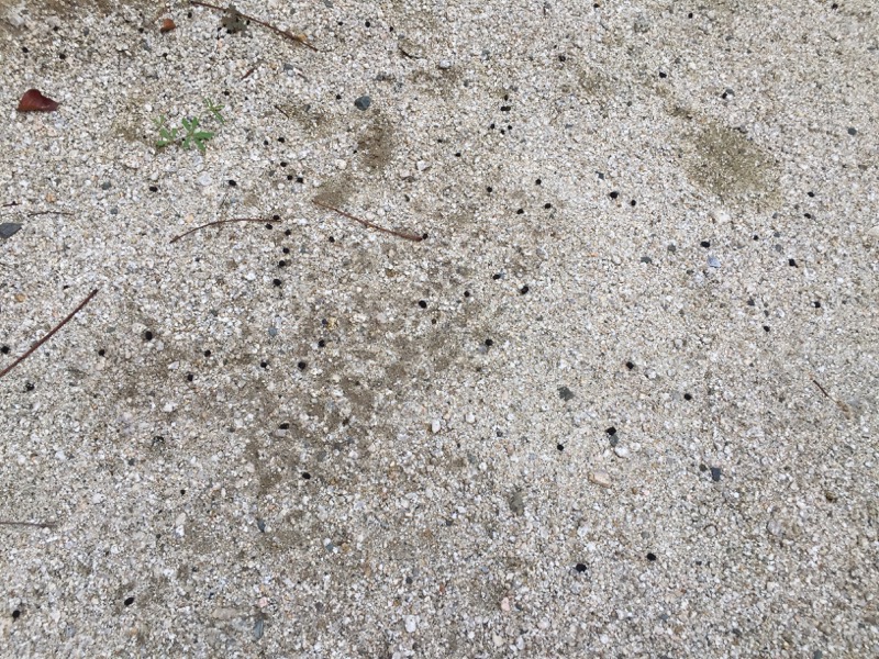 シマトネリコ_大量のフン