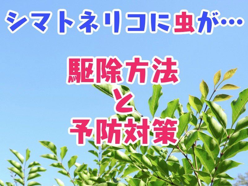 シマトネリコに虫が…駆除方法と予防対策