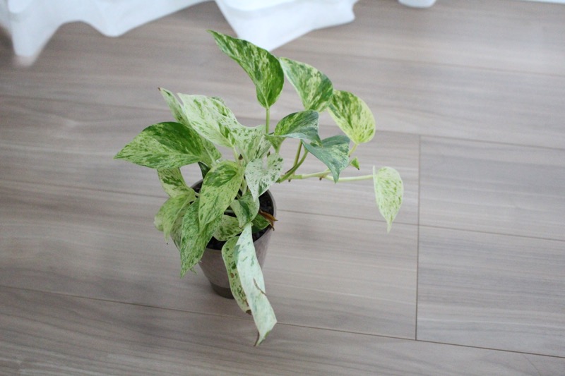 ポトス_2ヶ月伸びた