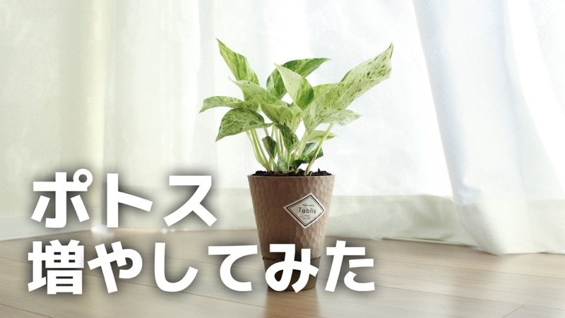 ポトス_増やしてみた